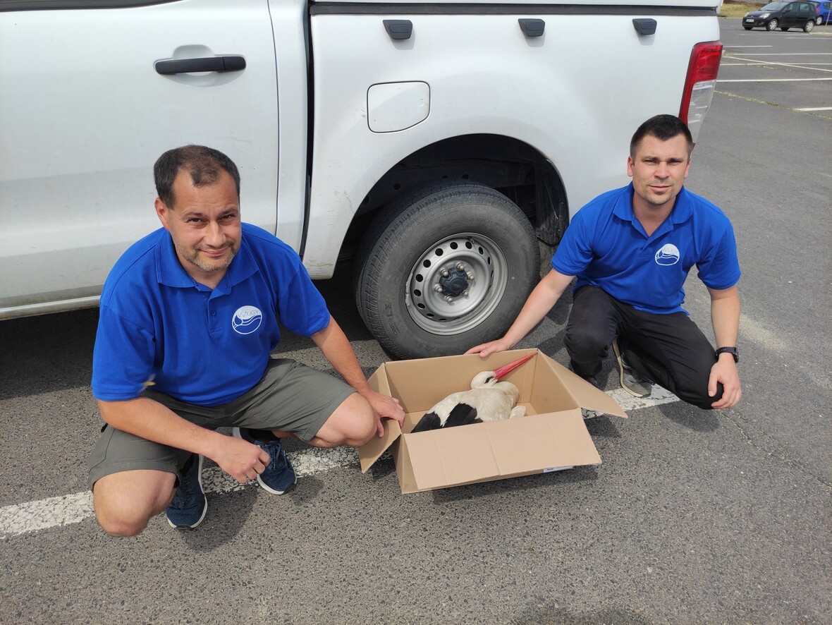 gólyát mentettünk 2